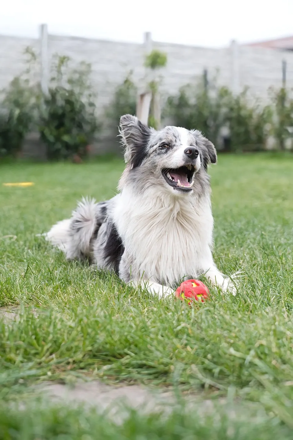 Oyunbaz Kauçuk Köpek Oyun Topu