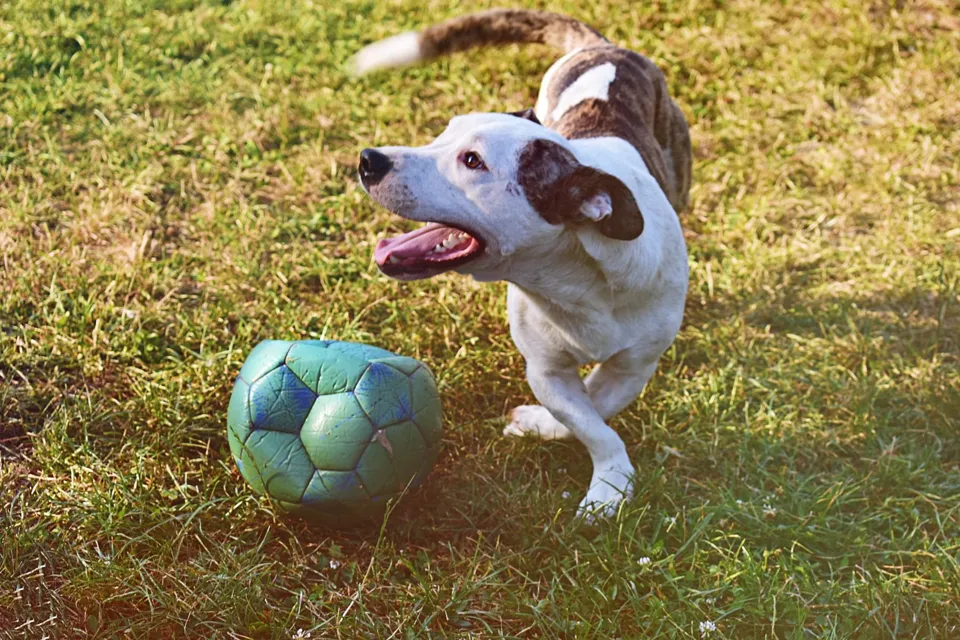 Oyunbaz Kauçuk Köpek Oyun Topu