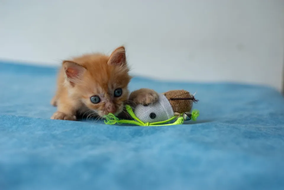 Oyunbaz Peluş Fare Kedi Oyuncağı