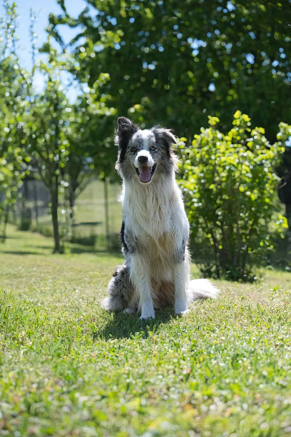 Oyunbaz Pamuk Diş İpi Köpek Oyuncağı