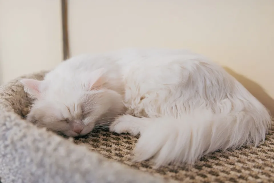 Mırhav Sisal İpli Kedi Tırmalama Tahtası 60 cm