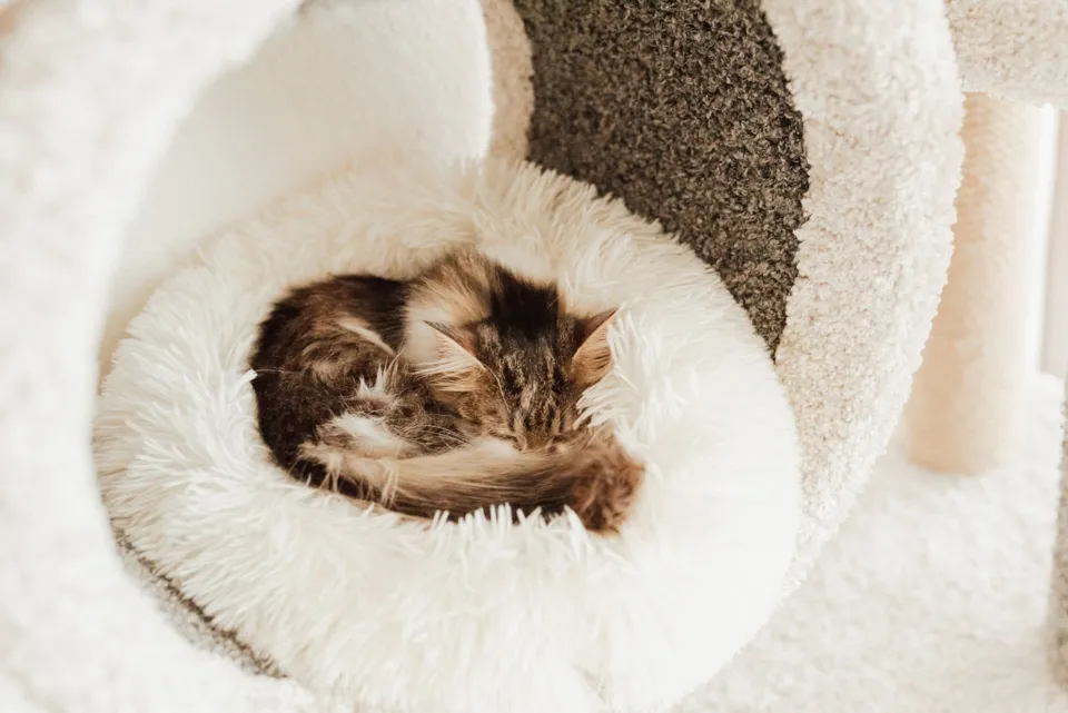 Mırhav Yumuşak Yuvarlak Kedi ve Köpek Yatağı Bej