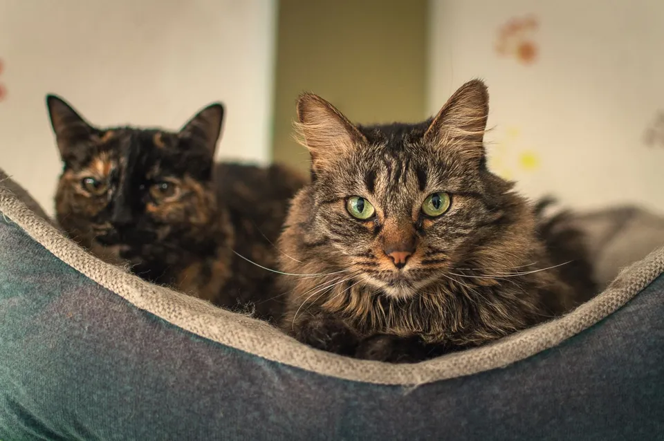 Mırhav Yumuşak Yuvarlak Kedi ve Köpek Yatağı Bej