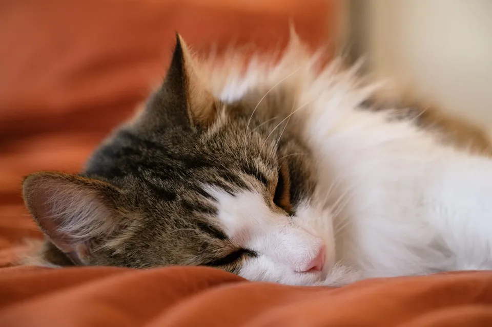Mırhav Yumuşak Yuvarlak Kedi ve Köpek Yatağı Gri